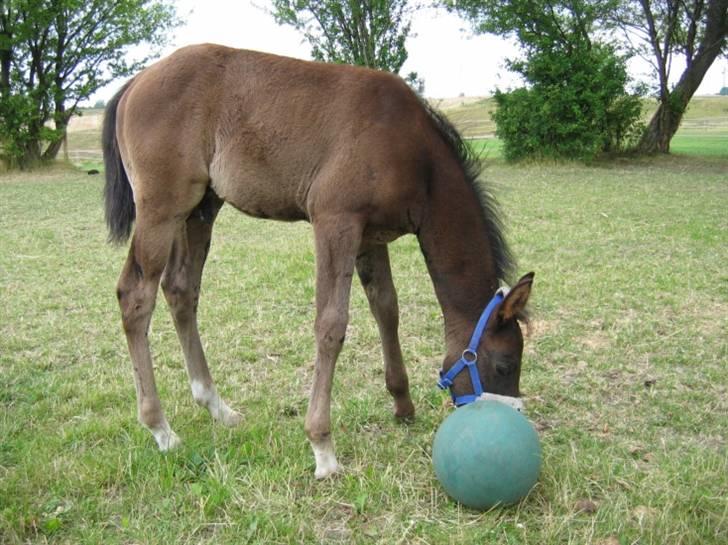 DSP moonjam´s classic touch  billede 9