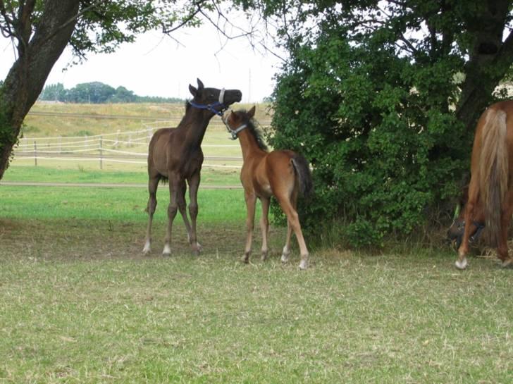 DSP moonjam´s classic touch  billede 10