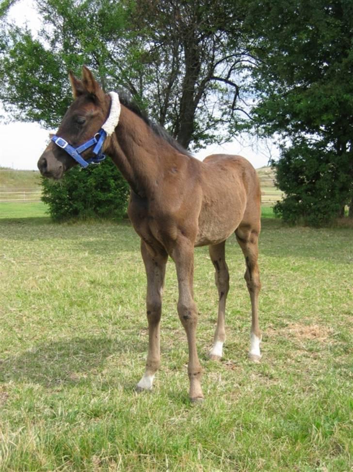 DSP moonjam´s classic touch  billede 11