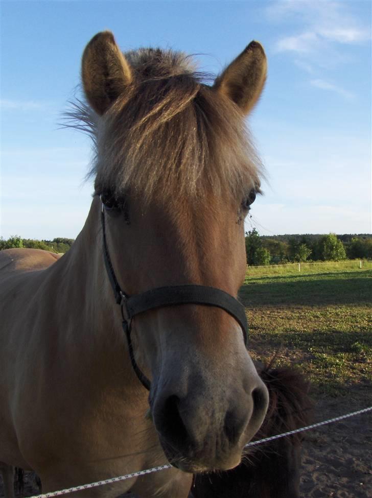 Fjordhest Ofelia  - Velkommen til Ofelia´s profil billede 1