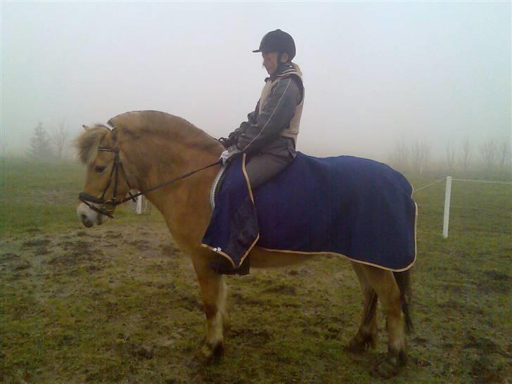 Fjordhest Ofelia  - En vinterdag billede 2