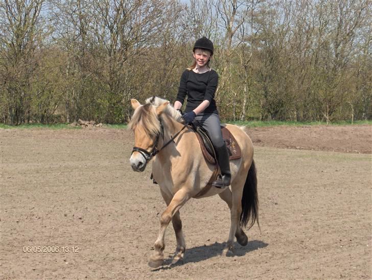 Fjordhest Ofelia  - Da jeg lige havde fået hende :o) billede 3