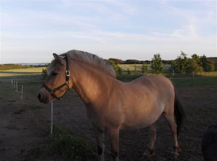Fjordhest Ofelia  billede 4