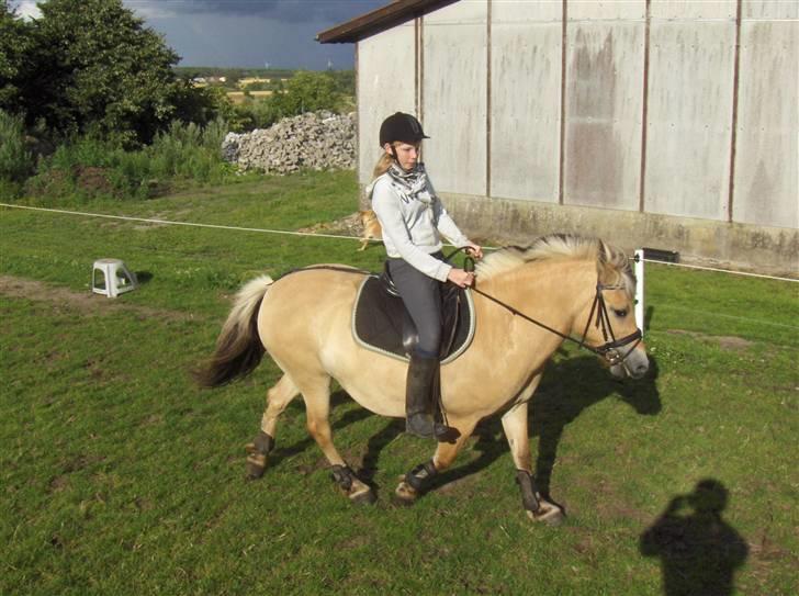 Fjordhest Ofelia  - Man skal jo motionere lidt, selvom man går på sommergræs :o) billede 5