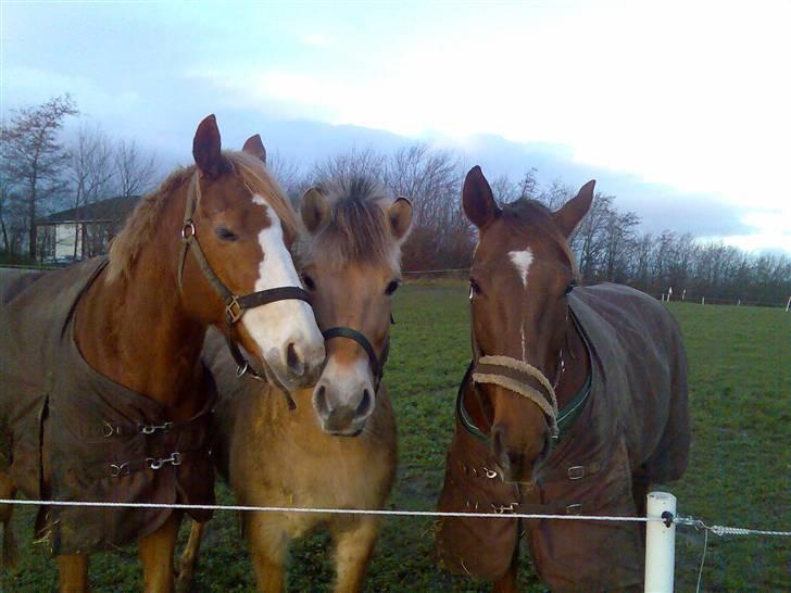 Fjordhest Ofelia  - Ofelia omgivet af gode venner :o) billede 6
