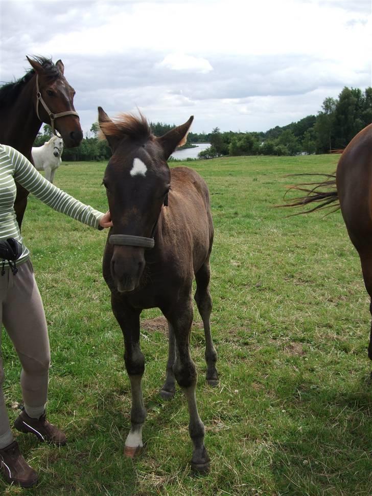 Dansk Varmblod StaldArthur´s Black Uno  billede 7