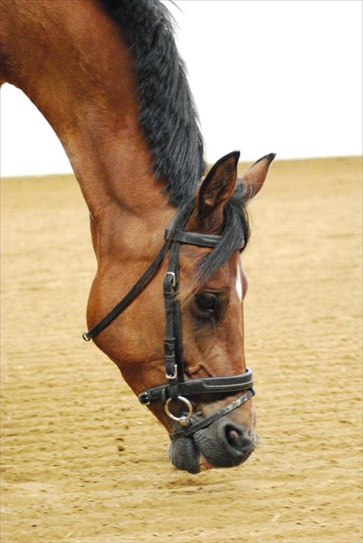 Welsh Partbred (Sec F)  Andy Capp billede 9