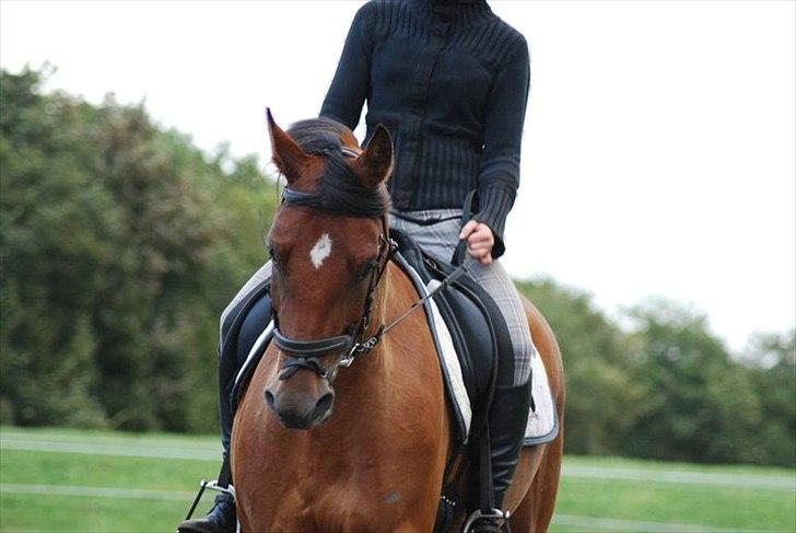 Welsh Partbred (Sec F)  Andy Capp - ser lidt sjovt ud, så skulle med;) til springopvarmning billede 10