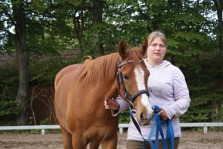 Welsh Partbred (Sec F) Zena billede 18