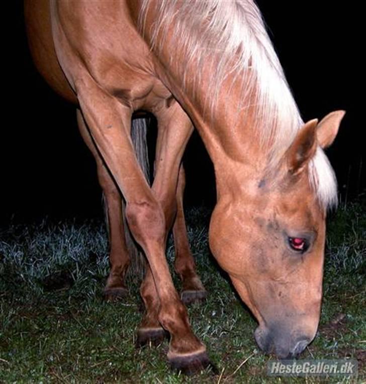 Anden særlig race Cabosa<3 Solgt <3 :) billede 18