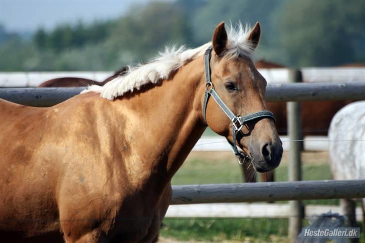Anden særlig race Cabosa<3 Solgt <3 :) - Cabosa på mini sygefold? hvorfor vides ikke? billede 20