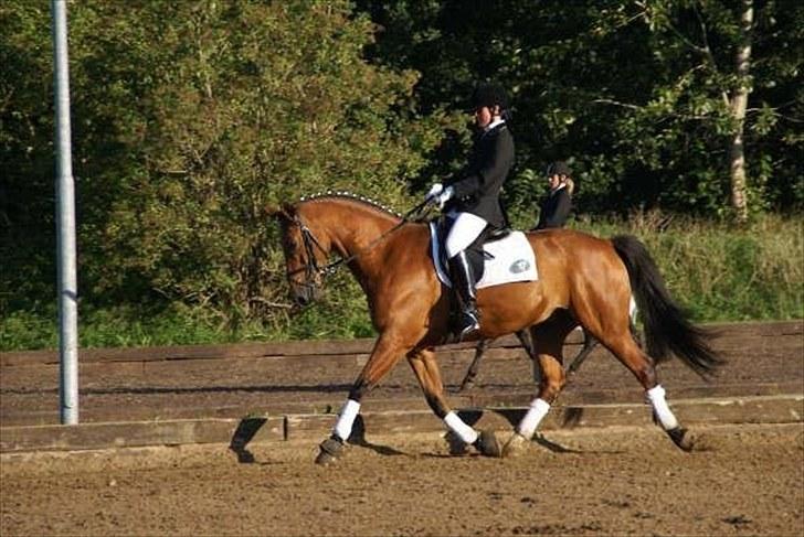 Hollandsk Varmblod Hr. Nelson billede 20