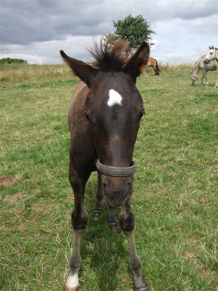 Dansk Varmblod StaldArthur´s Black Uno  billede 9