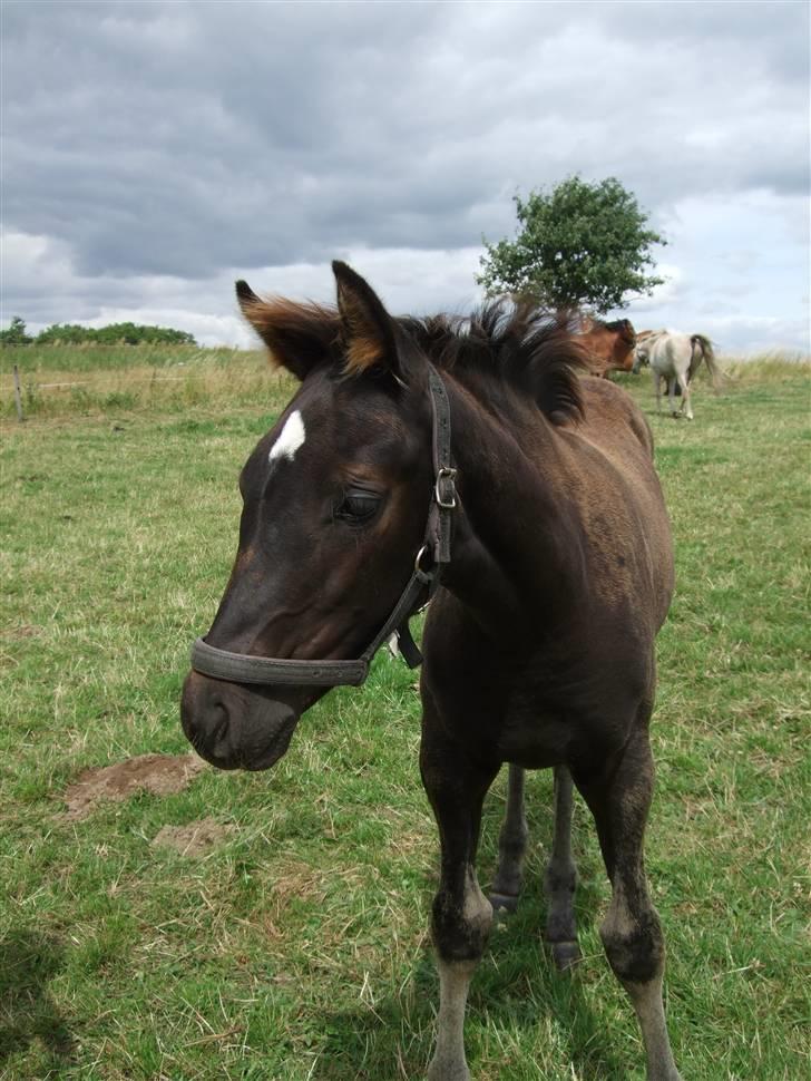 Dansk Varmblod StaldArthur´s Black Uno  billede 10