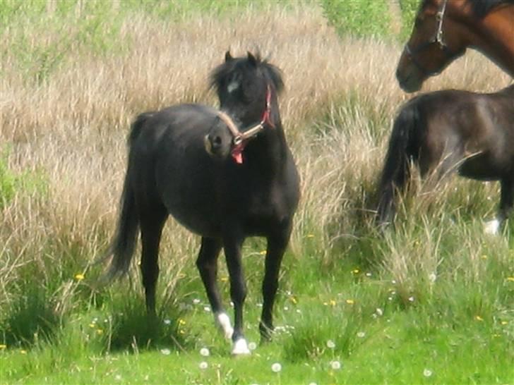 Welsh Pony af Cob-type (sec C) Amora solgt billede 2