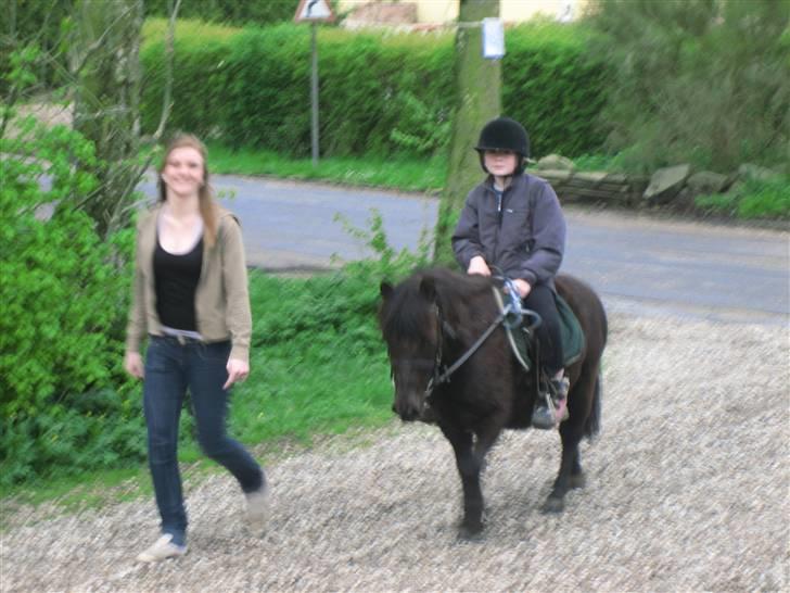 Shetlænder Lillevang´s Buller - buller og stine! billede 5
