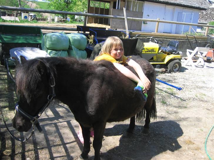 Shetlænder Lillevang´s Buller - buller og sofie! billede 6