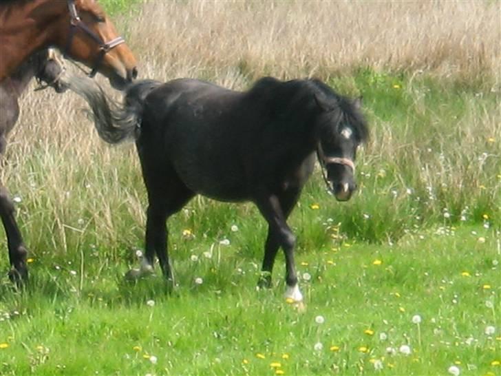 Welsh Pony af Cob-type (sec C) Amora solgt billede 3