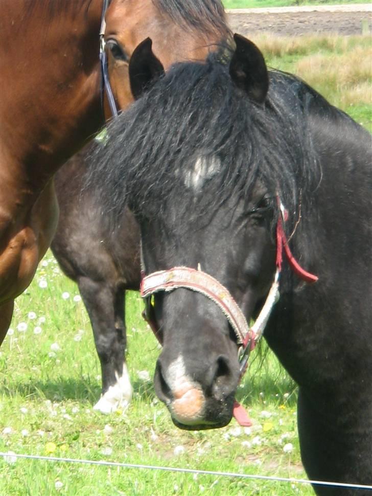 Welsh Pony af Cob-type (sec C) Amora solgt billede 4