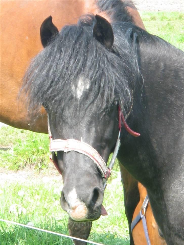 Welsh Pony af Cob-type (sec C) Amora solgt billede 5