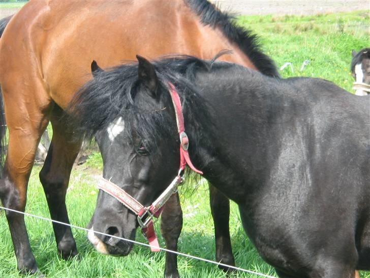 Welsh Pony af Cob-type (sec C) Amora solgt billede 6