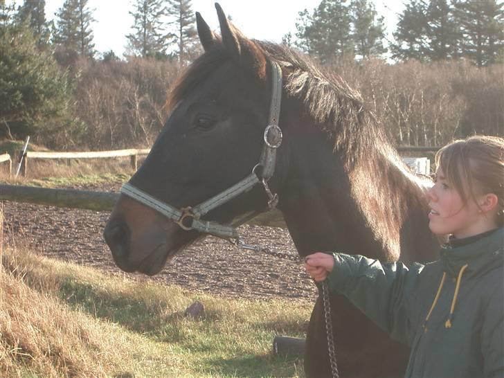 Dansk Varmblod Strauss *R.I.P* - Min smukke hest <3 billede 1