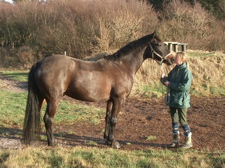 Dansk Varmblod Strauss *R.I.P* - Strauss<3 billede 3