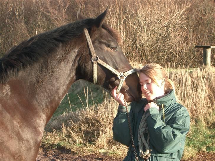 Dansk Varmblod Strauss *R.I.P* - Min kærlige dreng billede 4