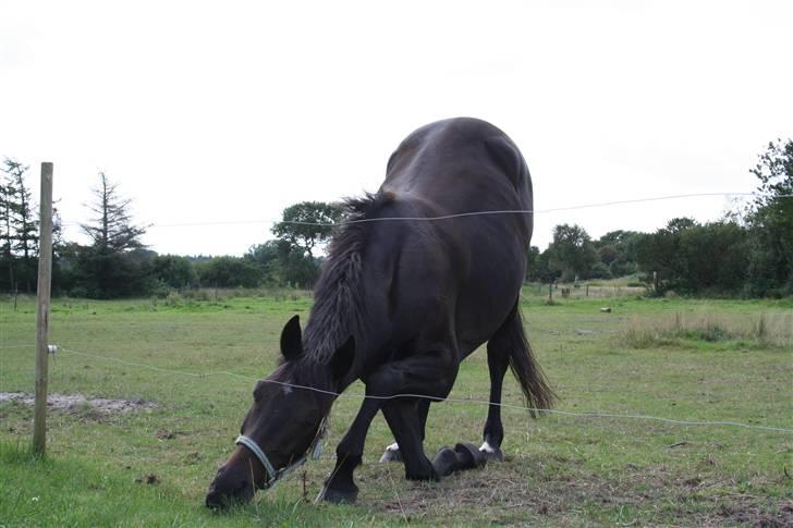 Dansk Varmblod Strauss *R.I.P* - Græsset uden for hegnet er bare bedre ! billede 5