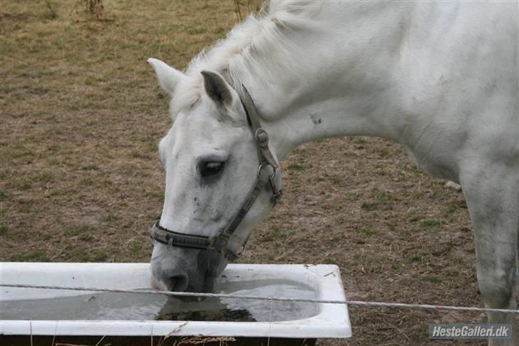 Anden særlig race Hugo (tidl. passer)  - på sommerfold :) billede 12