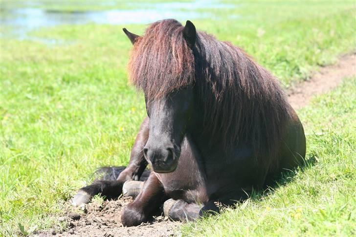 Islænder Sörli fra Søtofte - Sörli er træt dagen efter hans fødselsdag. Sovetryne :) FOTO: MATO (Mig) billede 5