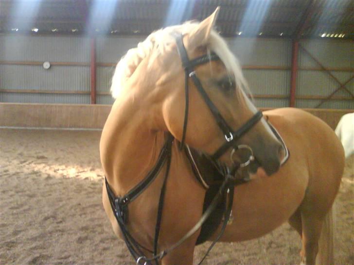 Palomino Yellows - Yellows i ride hallen billede 2