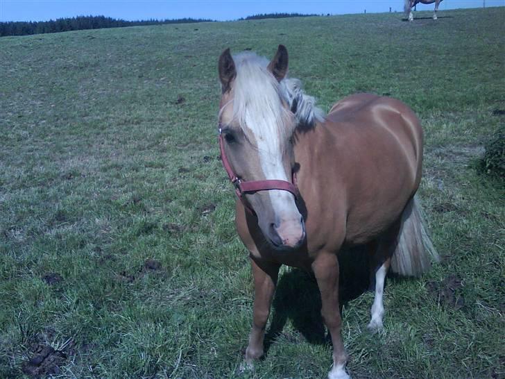 Palomino Yellows - Yellows på marken billede 3