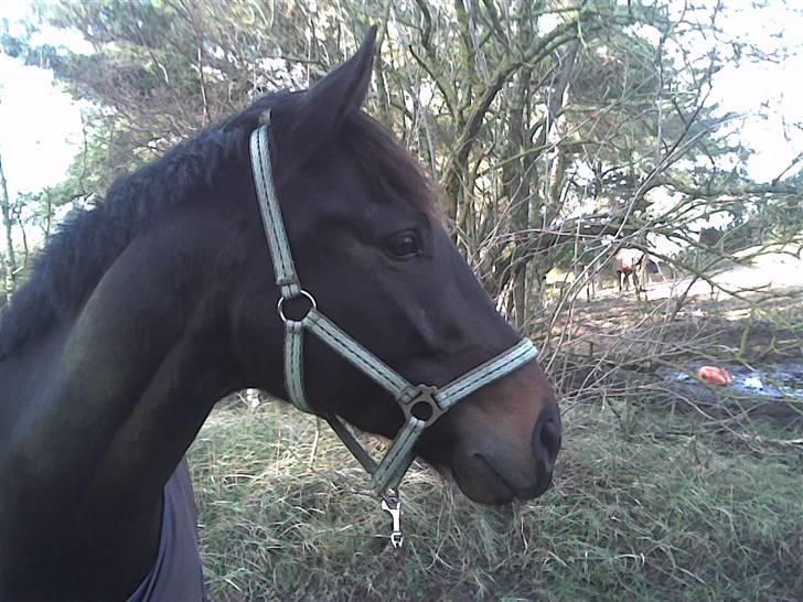 Dansk Varmblod Strauss *R.I.P* - Smuk, det er han <3 billede 6