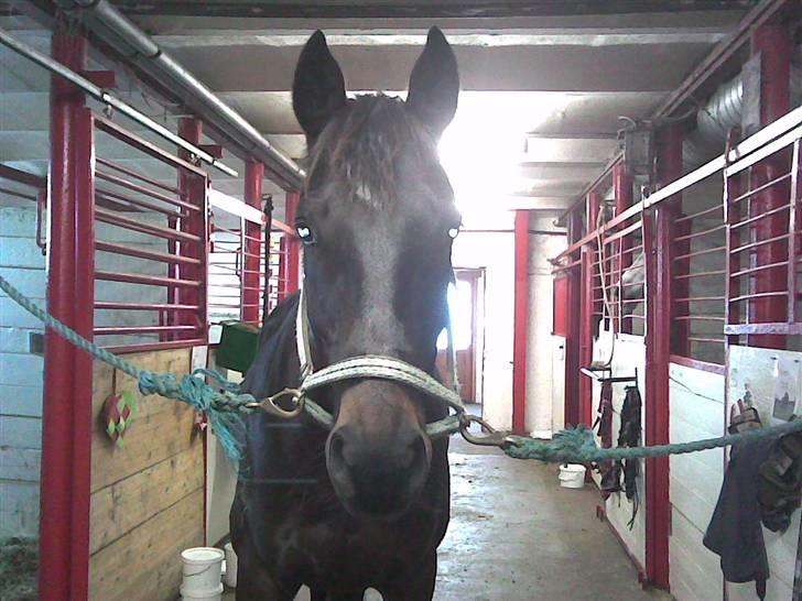 Dansk Varmblod Strauss *R.I.P* - "Hallo? Er der nogen der har mad ?" :P billede 7