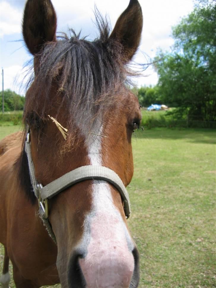 DSP Moonjam´s My Quality billede 1