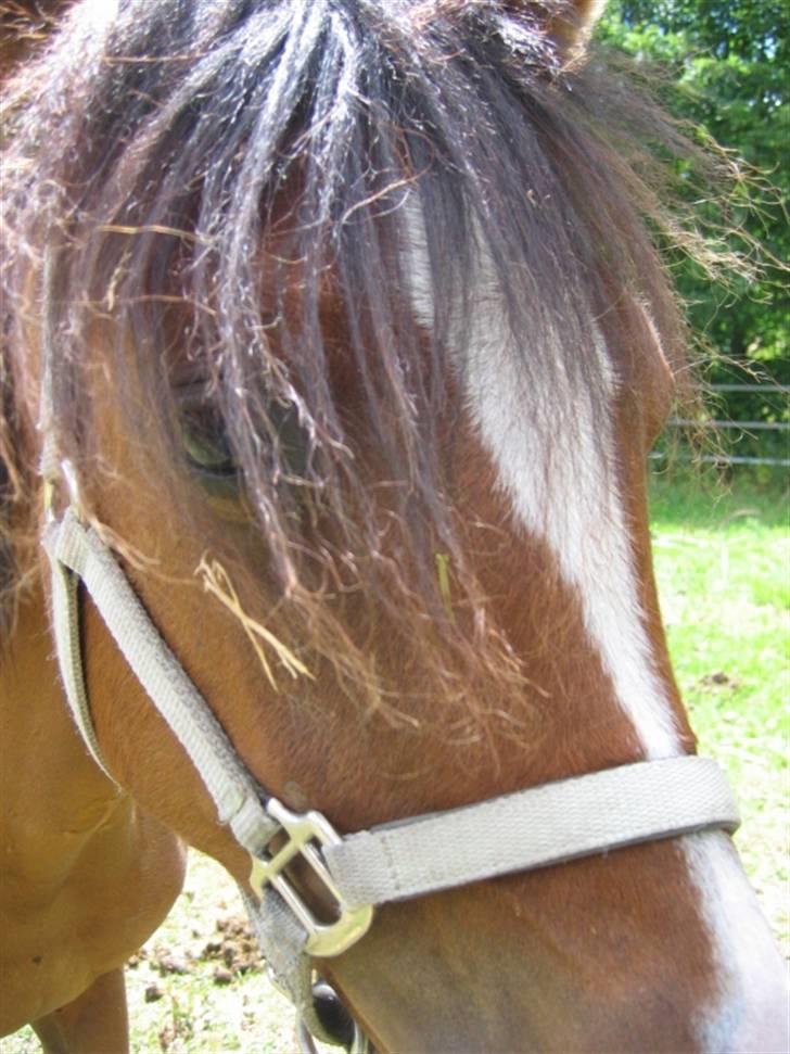 DSP Moonjam´s My Quality billede 2