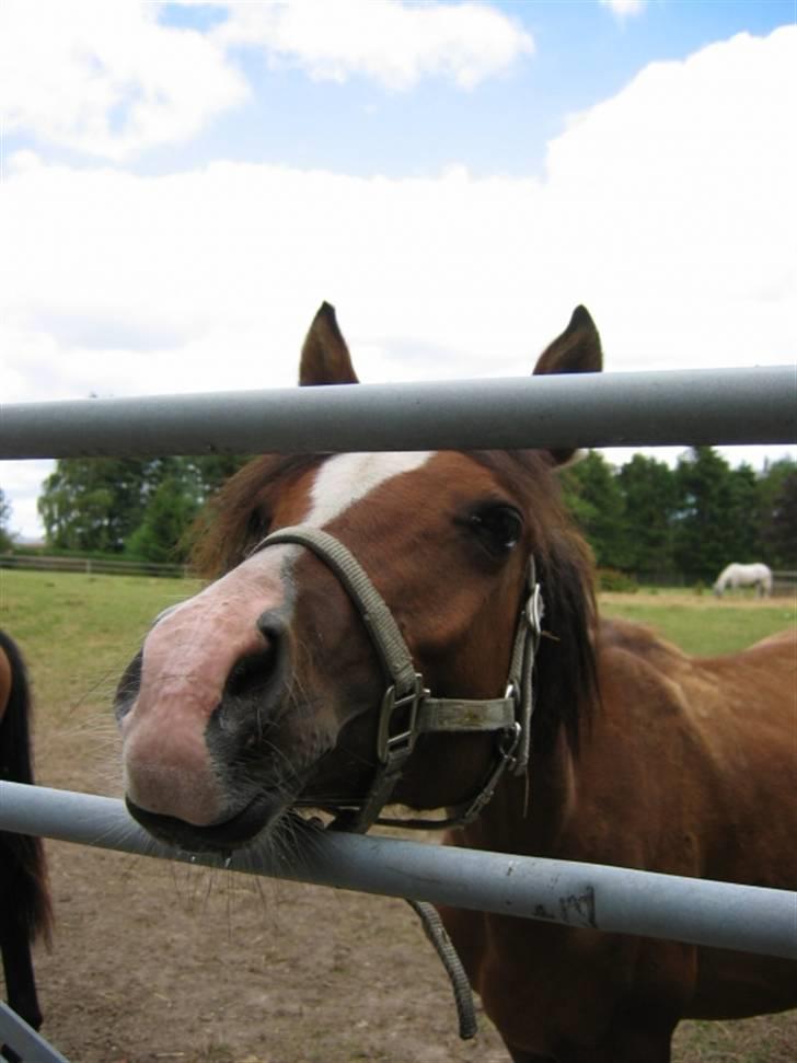 DSP Moonjam´s My Quality billede 3