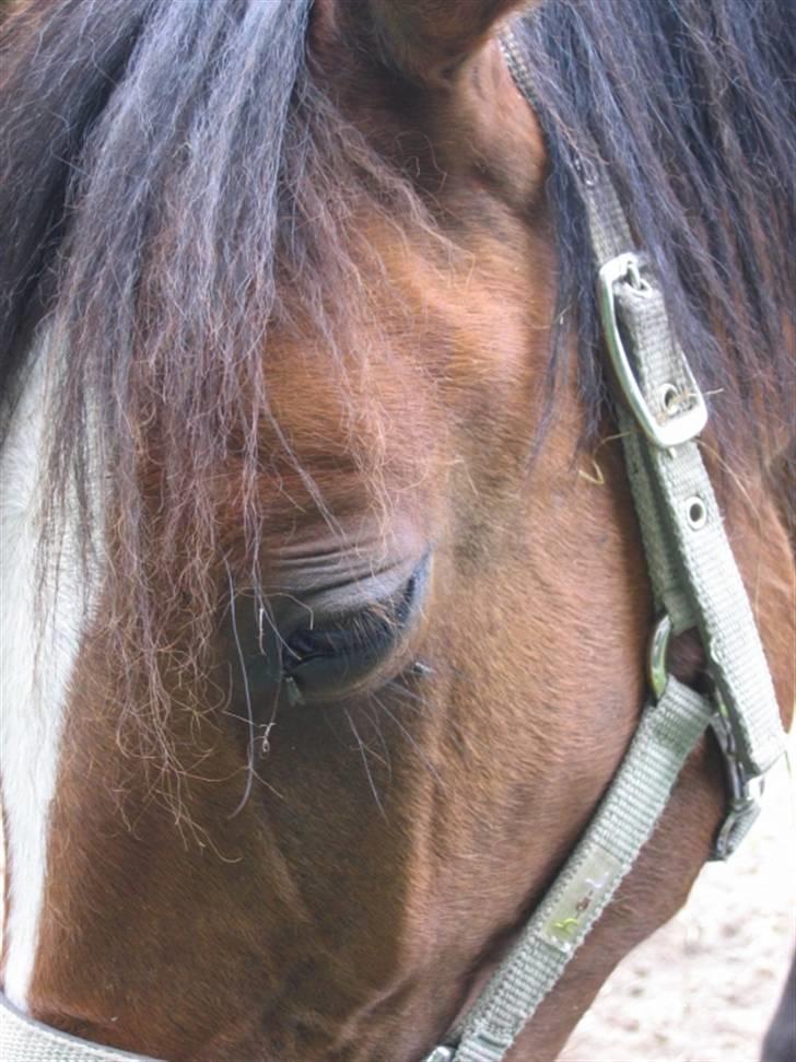 DSP Moonjam´s My Quality billede 4