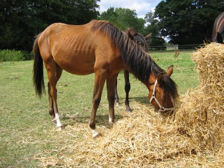 DSP Moonjam´s My Quality billede 5