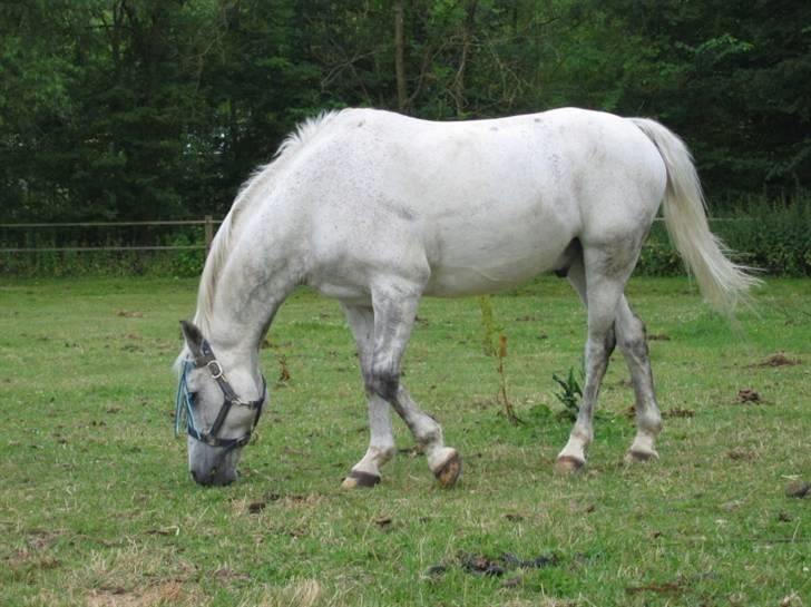 DSP Mr. Happy Goes Lucky billede 6