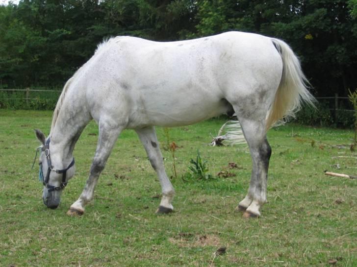 DSP Mr. Happy Goes Lucky billede 7