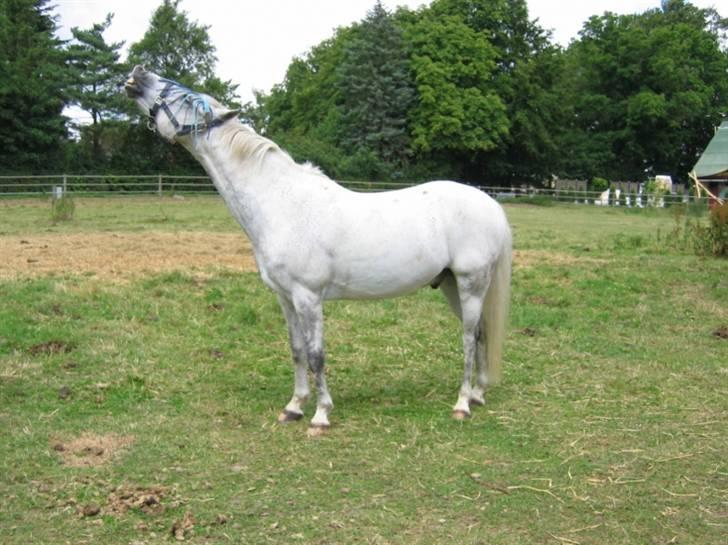 DSP Mr. Happy Goes Lucky billede 9