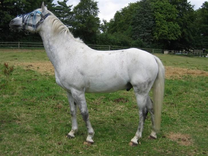 DSP Mr. Happy Goes Lucky billede 11