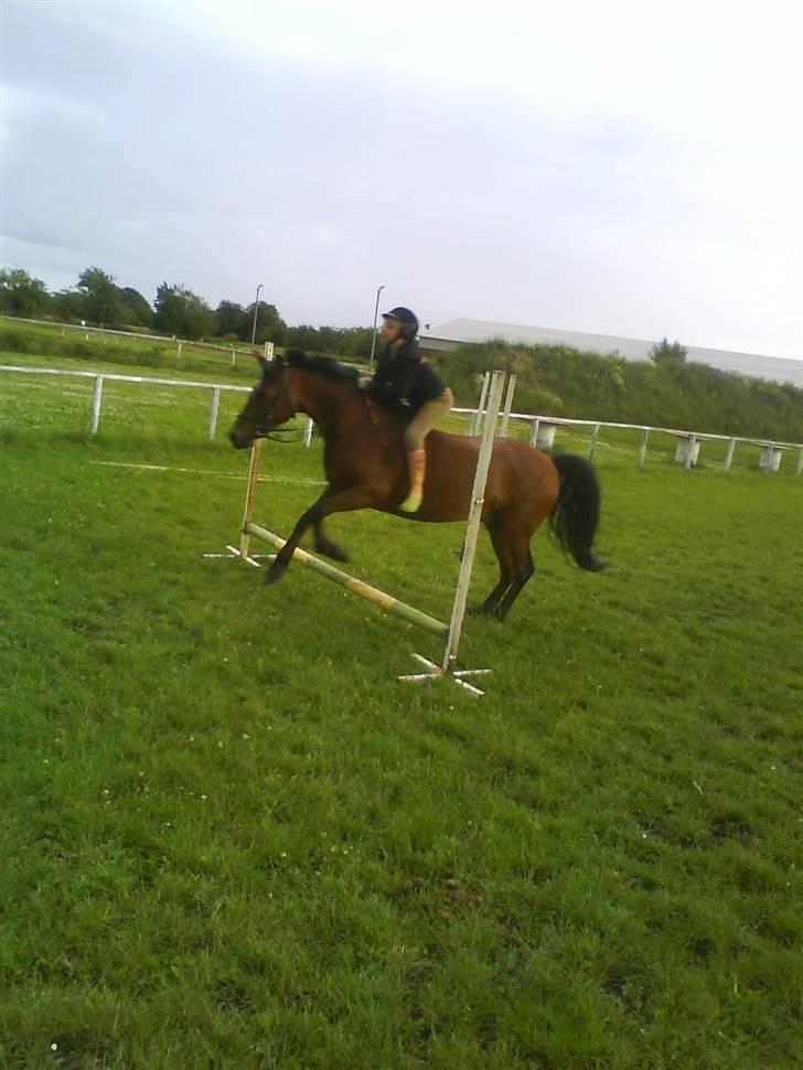 Anden særlig race Comet [SAVNEDE] /'; - Spring uden sadel selvom vi rigtig ikke må. :) x) Derfor springene ikk er så høje. :) x) billede 11