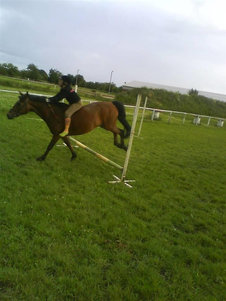 Anden særlig race Comet [SAVNEDE] /'; - Spring uden sadel selvom vi rigtig ikke må. :) x) billede 12