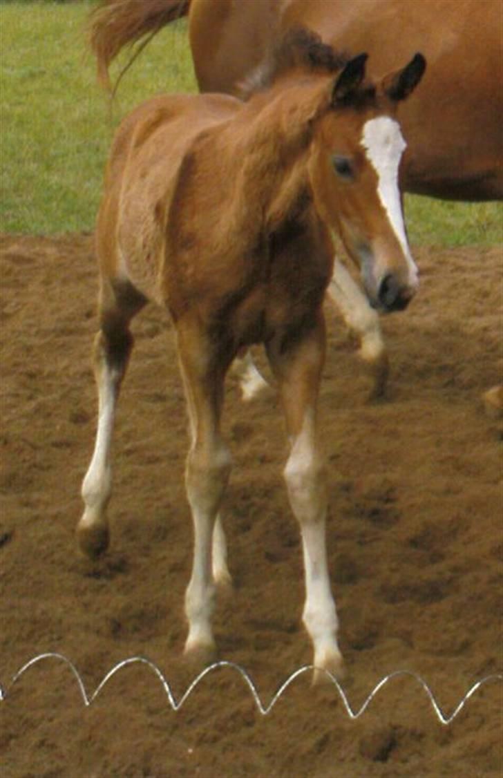 Dansk Varmblod Stald Holm´s Lechea SOLGT - på folden billede 15