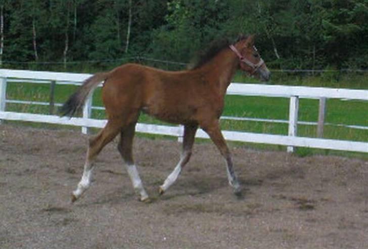 Dansk Varmblod Stald Holm´s Lechea SOLGT - trav på ridebanen billede 16