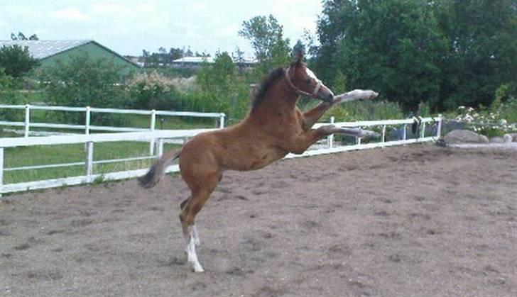 Dansk Varmblod Stald Holm´s Lechea SOLGT - grimen gider hun ikke billede 17