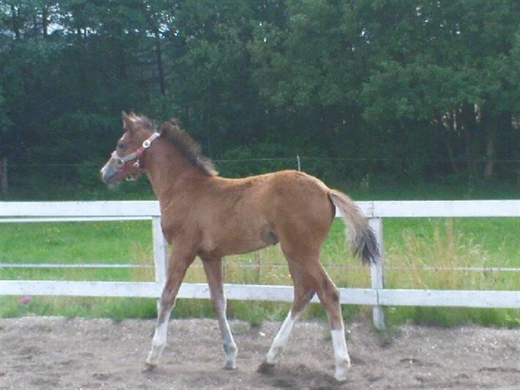 Dansk Varmblod Stald Holm´s Lechea SOLGT - på ridebanen juli 08 billede 18